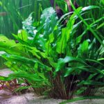 crypt aquarium plant 1