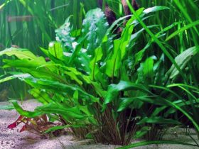 crypt aquarium plant 1