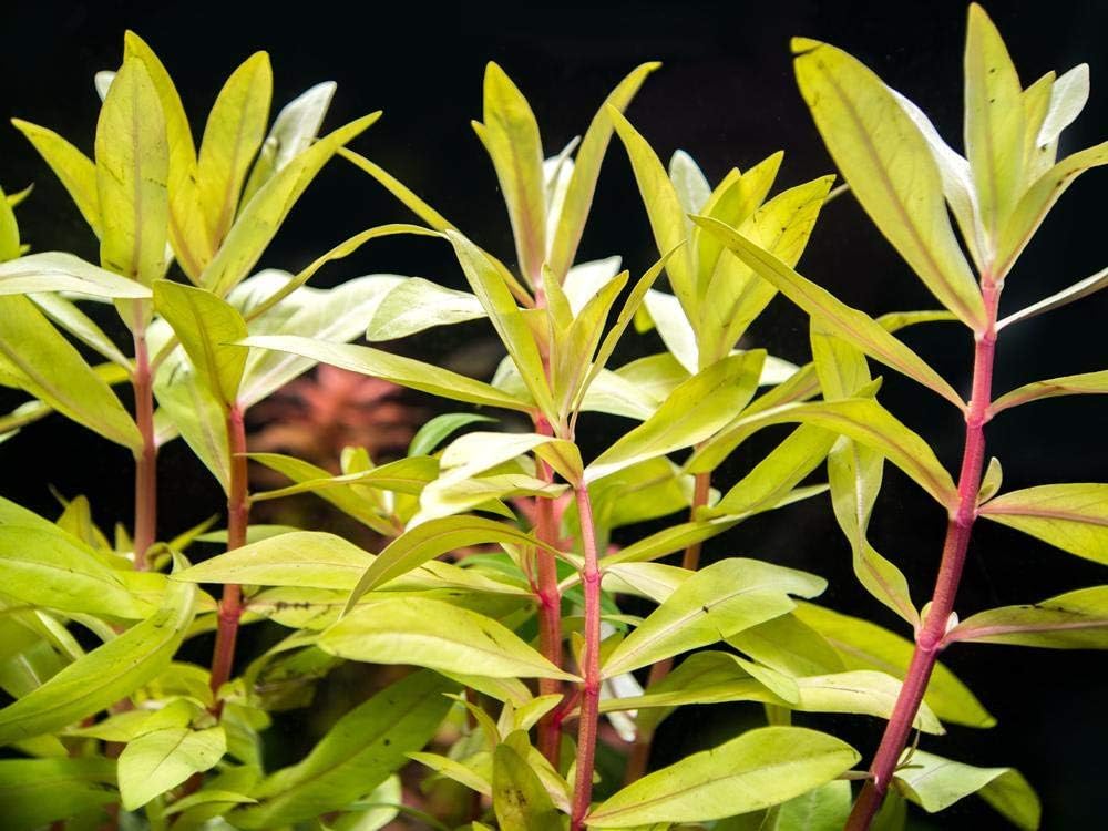 red aquarium plants - Nesaea Pedicellata