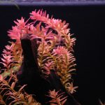 red aquarium plants - Rotala Rotundifolia
