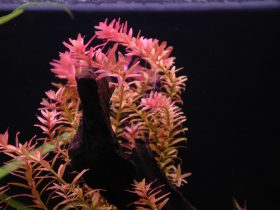 red aquarium plants - Rotala Rotundifolia
