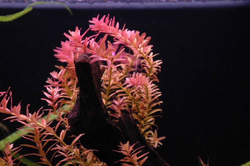red aquarium plants - Rotala Rotundifolia