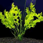 Aponogeton aquarium plant 1