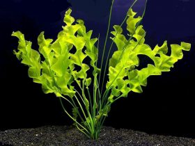 Aponogeton aquarium plant 1
