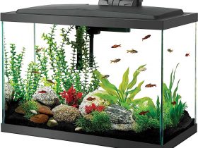 Best Fish Tank Home Aquariums-Aqueon LED 20 Aquarium Kit