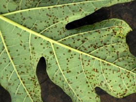 Black Spots On Aquarium Plants 1