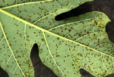 Black Spots On Aquarium Plants 1