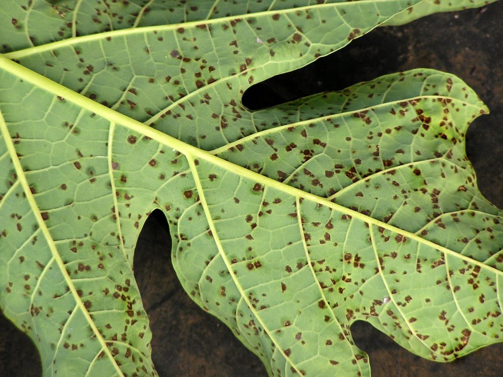 Black Spots On Aquarium Plants 1