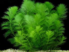 Foxtail Aquarium Plant 1