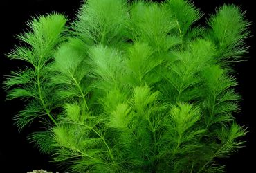 Foxtail Aquarium Plant 1