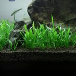Micro Sword Aquarium Plant 1