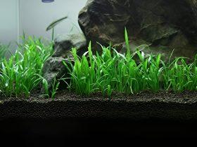 Micro Sword Aquarium Plant 1