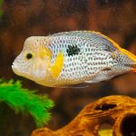Green Terror Cichlids 1