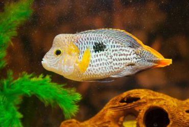 Green Terror Cichlids 1