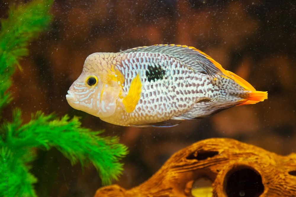 Green Terror Cichlids 1