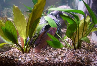 How to Anchor Aquarium Plants 1