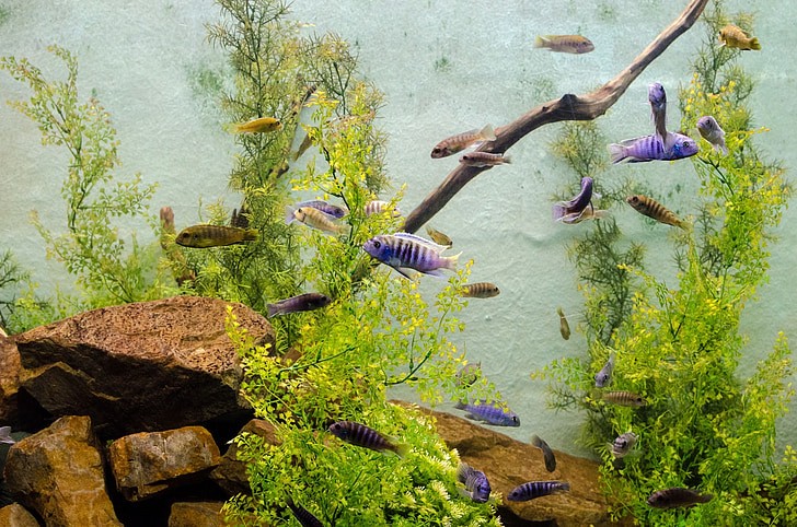 How to Anchor Aquarium Plants 2