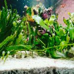 How-To-Quarantine-Aquarium-Plants-1