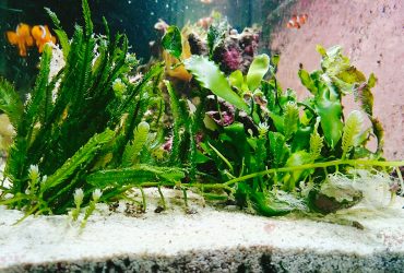 How-To-Quarantine-Aquarium-Plants-1