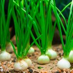 Onion-Plant-Aquarium-1