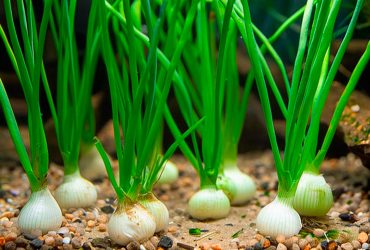 Onion-Plant-Aquarium-1